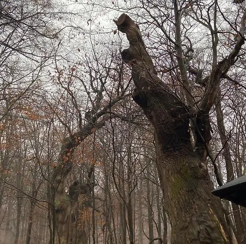 Herkules - Privates Zwei Am Waldrand Mit 2x Smart Tv Und Kostenlosen Parkplätzen Kassel